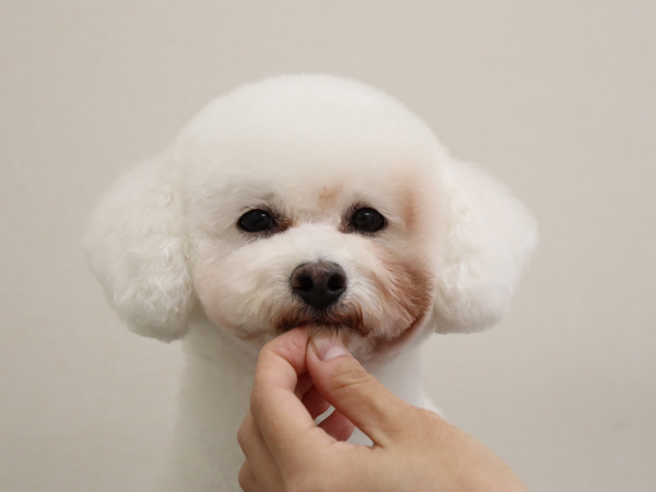 モデル犬卒業後、里親さん宅での様子♪～モアナちゃん～